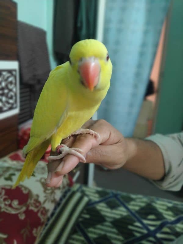 Yellow ringneck parrot chick 2