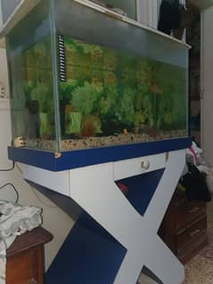 LARGE SIZE Aquarium with one fish