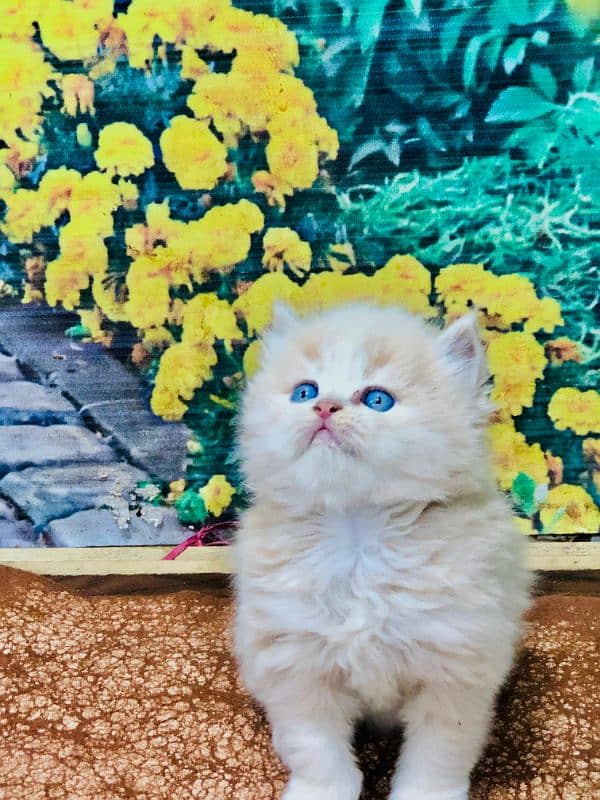 Persian triple coated punch face kitten available for sale 12