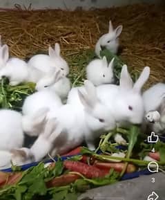 white red eyes rabbit babies. age 30 day. 24 piece hain