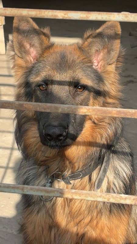 German Shepherd | Male | Double Coat | Heavy bone | Fully Trained 1