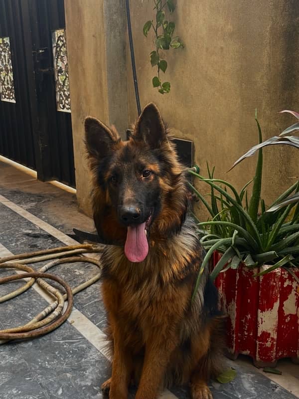 German Shepherd | Male | Double Coat | Heavy bone | Fully Trained 2