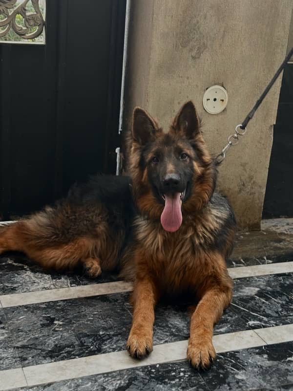 German Shepherd | Male | Double Coat | Heavy bone | Fully Trained 3