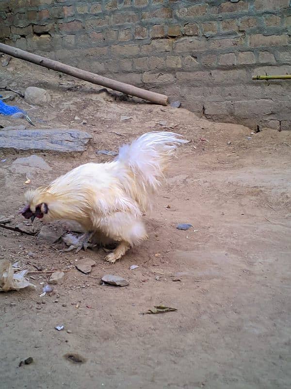 White Silkie Murga For Sale 0