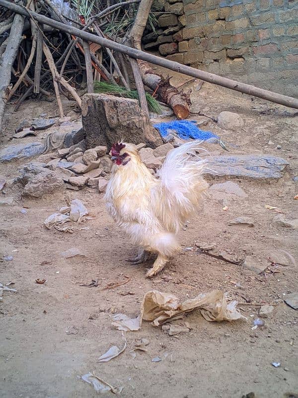 White Silkie Murga For Sale 1