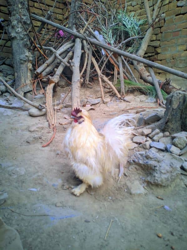 White Silkie Murga For Sale 3