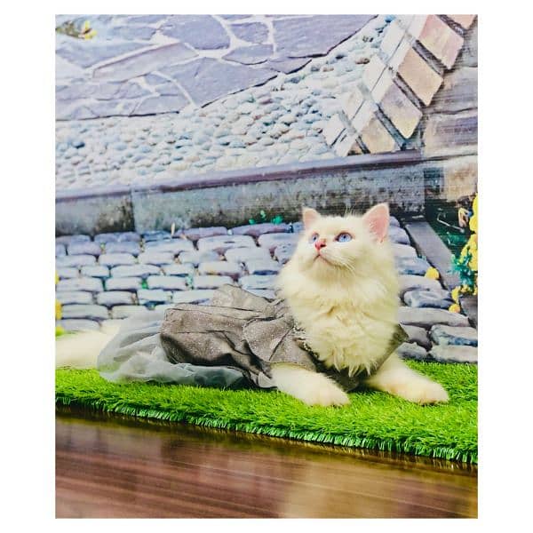 Persian triple coated punch face kitten available for sale 17