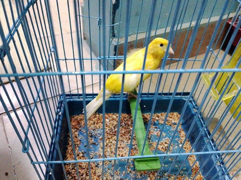 canary for sale 0