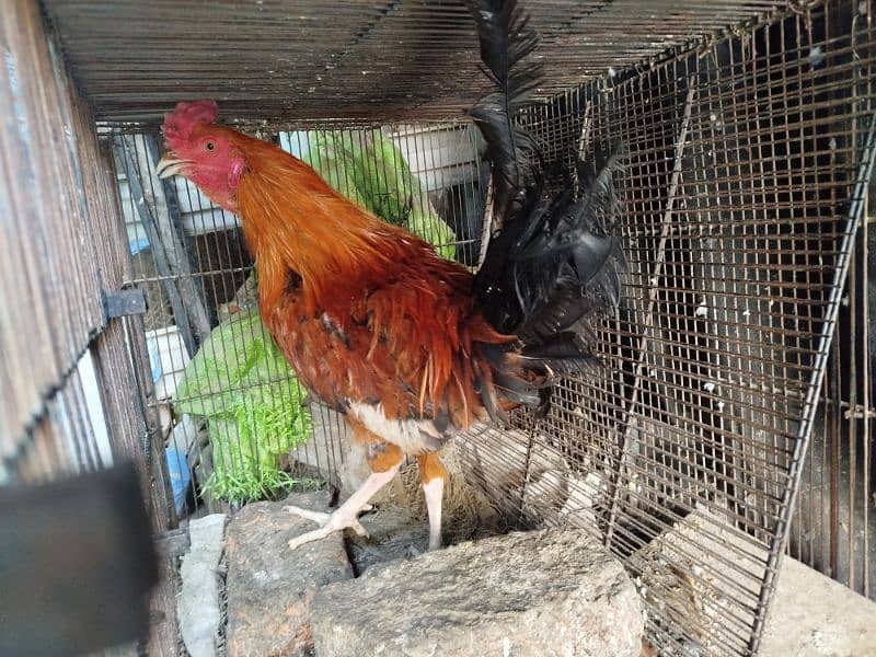 Active Hens For sale 2