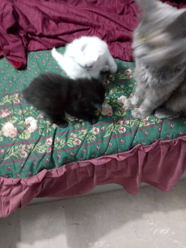 baby's cats 2