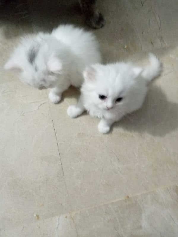 baby's cats 8