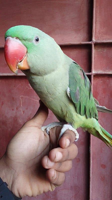 raw parrot 1