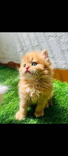 Persian cat for sale male or female my WhatsApp03297037447