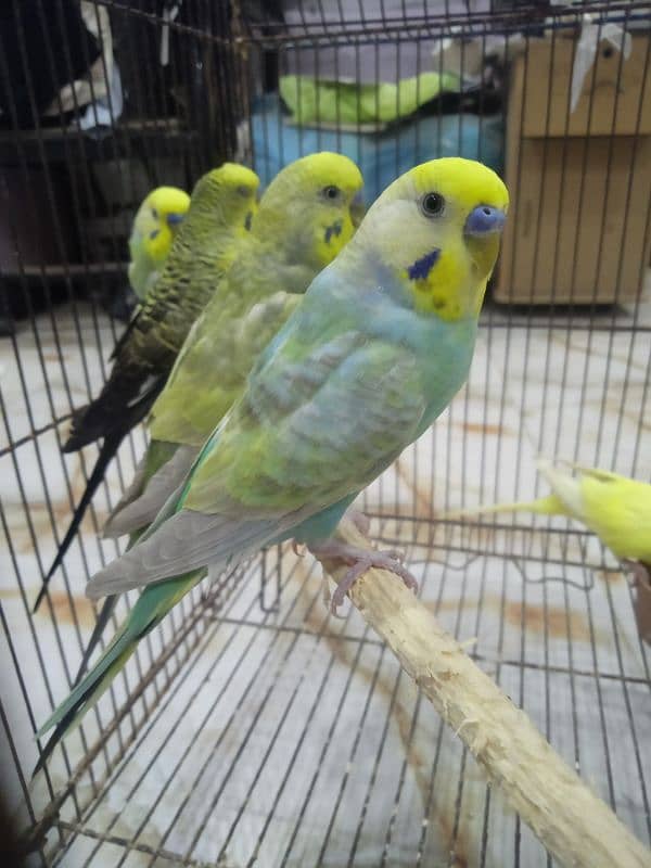 Rainbow Black wing Dun fallow budgie bajri. 0