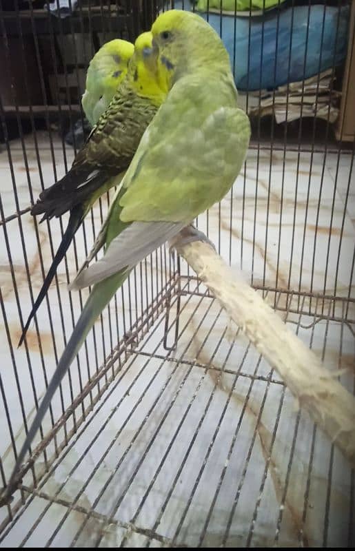 Rainbow Black wing Dun fallow budgie bajri. 1