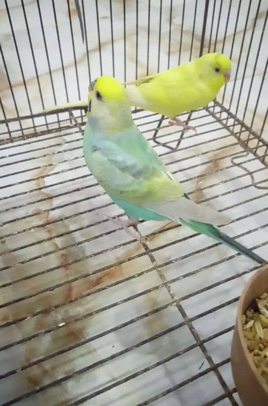 Rainbow Black wing Dun fallow budgie bajri. 2