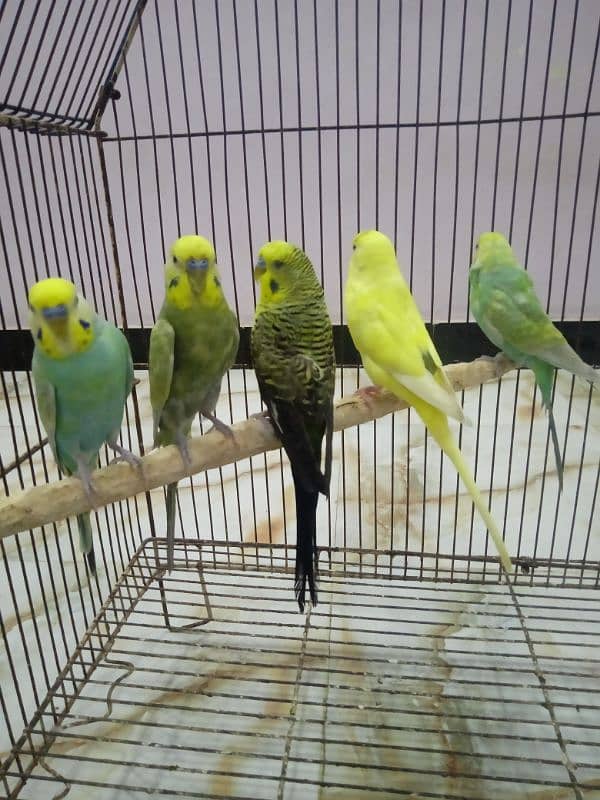 Rainbow Black wing Dun fallow budgie bajri. 3