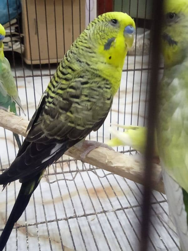 Rainbow Black wing Dun fallow budgie bajri. 4