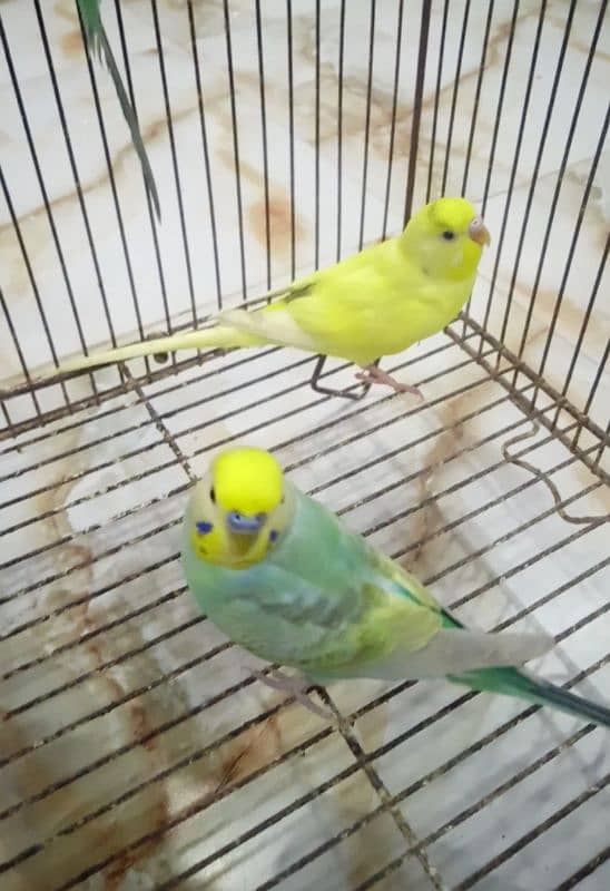 Rainbow Black wing Dun fallow budgie bajri. 5