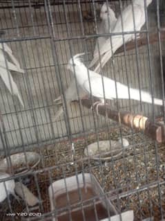 Cocktails and pied doves breeder pairs