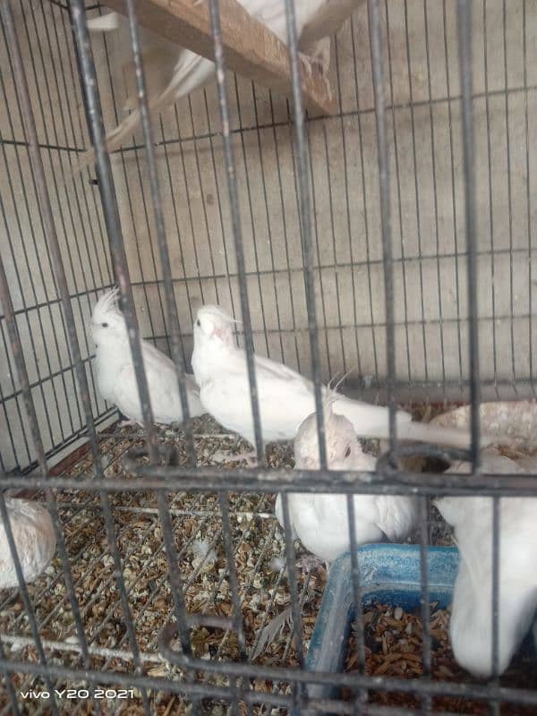 Cocktails and pied doves breeder pairs 1