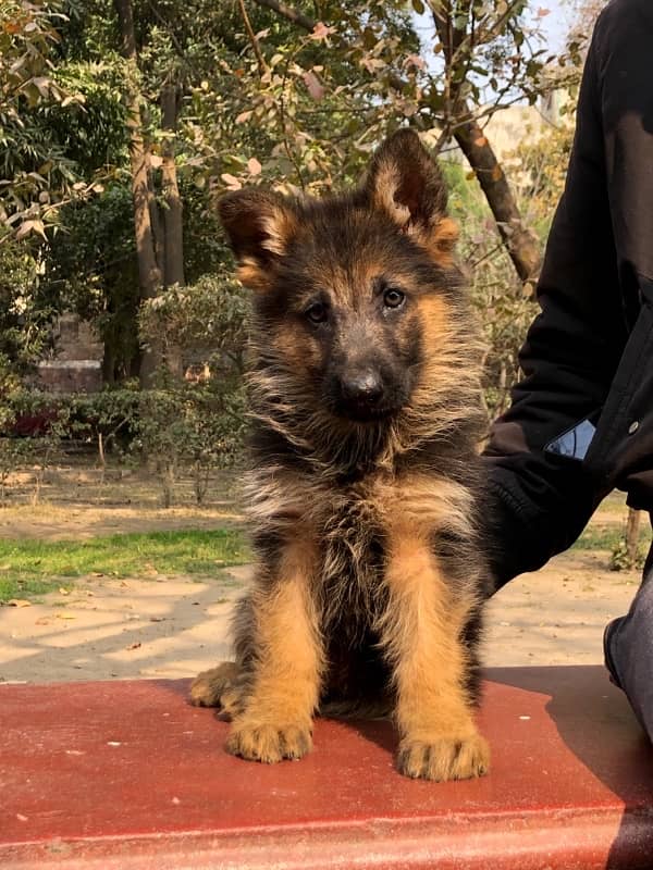 German Shepherd Long hair male puppy 0