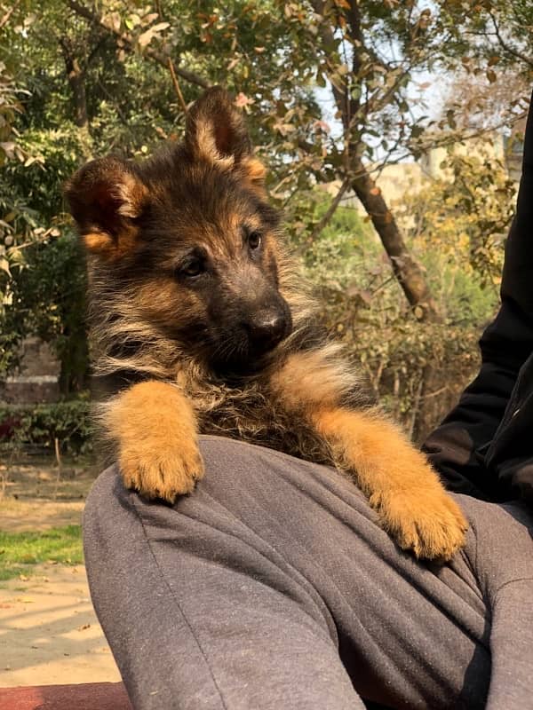 German Shepherd Long hair male puppy 1