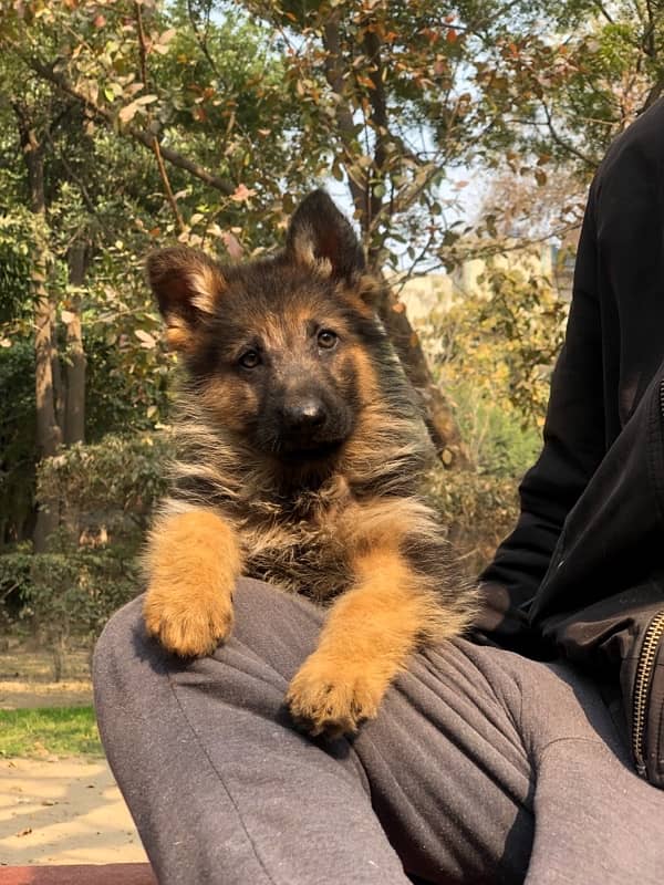 German Shepherd Long hair male puppy 2