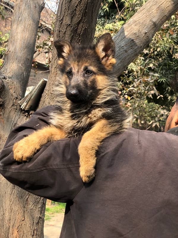 German Shepherd Long hair male puppy 3