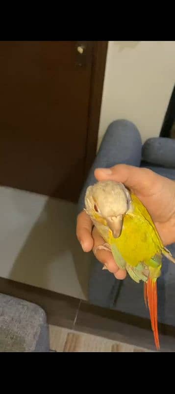 pineapple conure 0