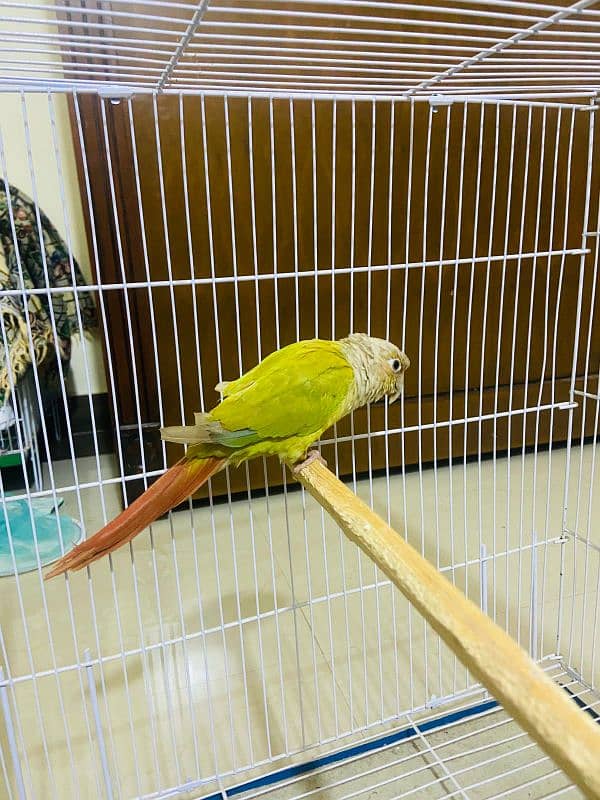 pineapple conure 3