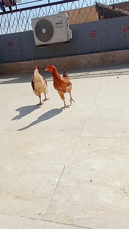 3 pis bron rooster 4 month and murgi and white murga 3.5 month ka ha 1