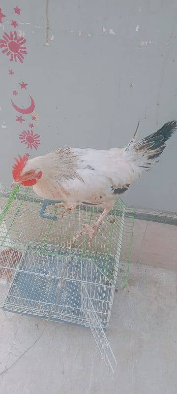 3 pis bron rooster 4 month and murgi and white murga 3.5 month ka ha 3