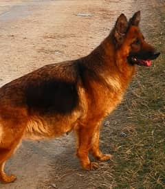 germenshepherd pregnent female