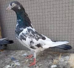 pigeon pure teddy pair argent sale? 03224690184