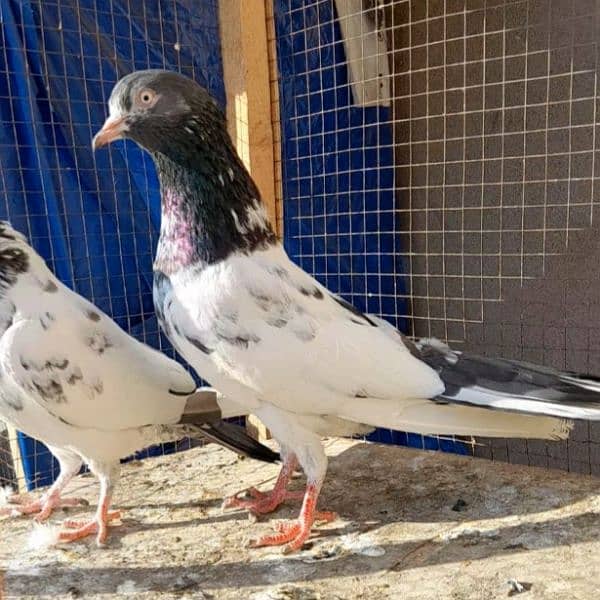 pigeon pure teddy pair argent sale? 03224690184 1