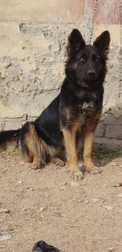 German Shepherd female for sale