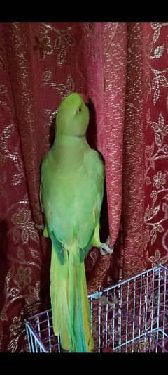 Green Parrot For Sale