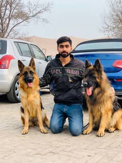 German Shepherd long hair show class male available for new home