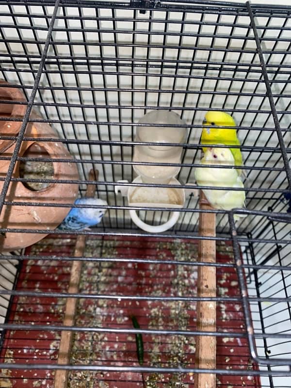 3 Australian Parrots 3