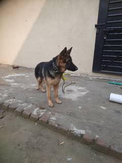 German Shepherd