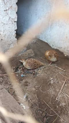 irani teetar breeding pair to lay