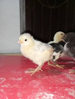 Aseel chicks for sale