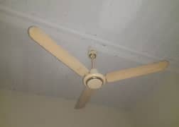 Fan Royal Brand