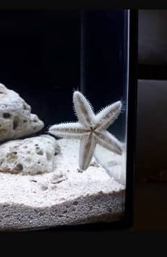 saltwater aquarium full setup