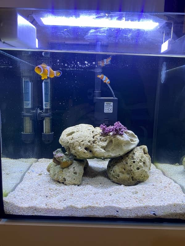 saltwater aquarium full setup 3