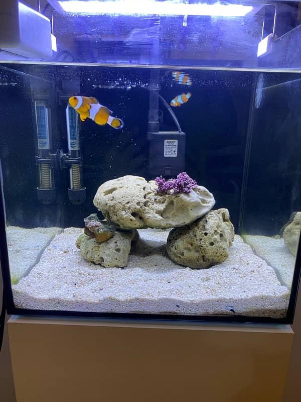 saltwater aquarium full setup 5