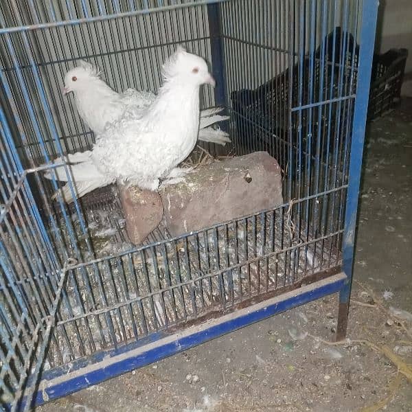 Eno cockatiel pair and frillback pigeon pair available 0