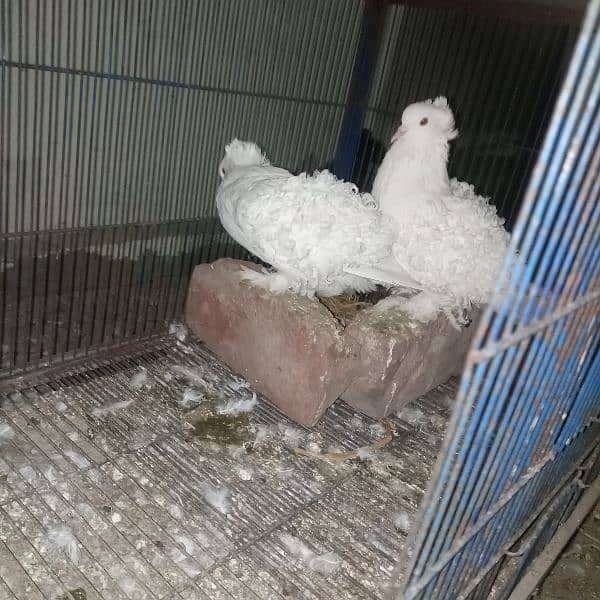 Eno cockatiel pair and frillback pigeon pair available 4