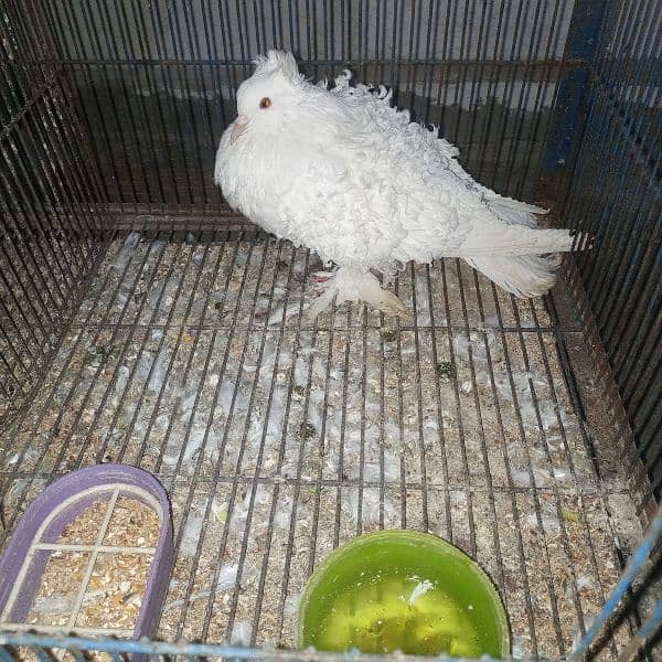 Eno cockatiel pair and frillback pigeon pair available 6